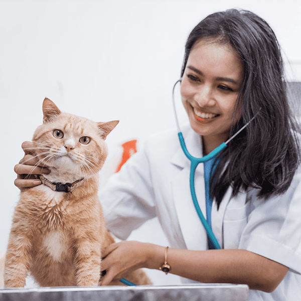 Mulher veterinária consultando gato laranja